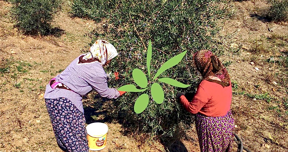 Sultaniye Zeytinyağları