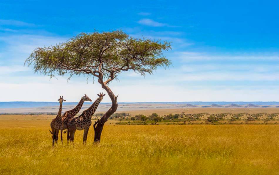 Export Gateway Africa